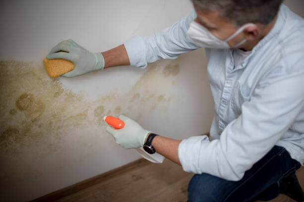 Professional Mold Removal in Durham, OR
